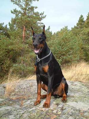 Smart Wood Hills Isuzu | Black Doberman Pinscher