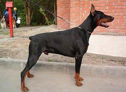 Smart Wood Hills Insight | Black Doberman Pinscher