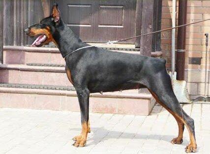 Smart Wood Hills Infinity | Black Doberman Pinscher