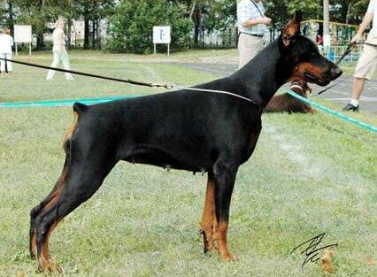 Smart Wood Hills Integra | Black Doberman Pinscher