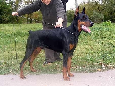 Smart Wood Hills Jul Vern | Black Doberman Pinscher