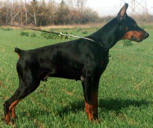 Zeus v. Dias Berg | Black Doberman Pinscher