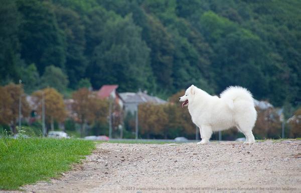 Belyi Volk My Maya | Samoyed 