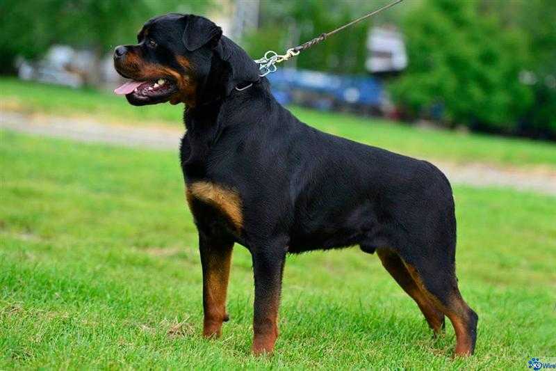 Ziko Darel | Rottweiler 