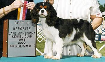 Kings Ransom of Castlewood | Cavalier King Charles Spaniel 