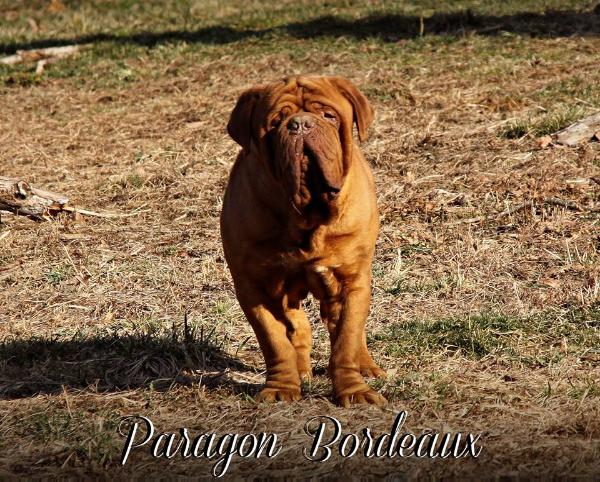 Einstein du Chant des Bruants | Dogue de Bordeaux 