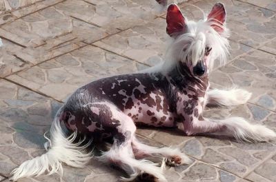 Eashik's n' Lapinus Benjamin | Chinese Crested 