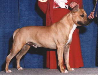 Tenacity's Ruffnek | American Staffordshire Terrier 