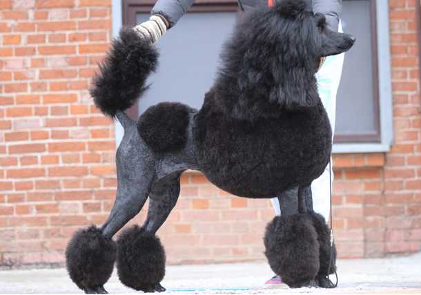 MERELEN ADRIATIKA | Poodle 
