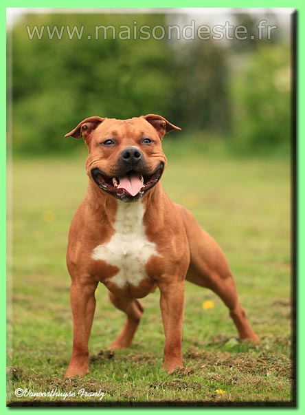 Elite red boy de la maison d este | American Staffordshire Terrier 