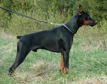 Phoenix Gabi Vigo | Black Doberman Pinscher