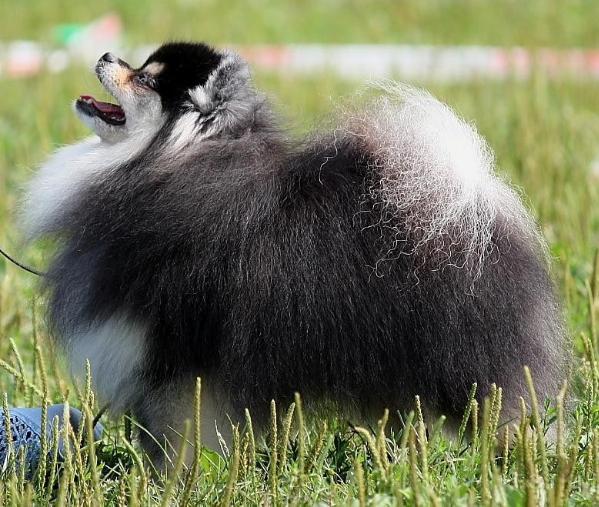Korol Elizar | German Spitz 