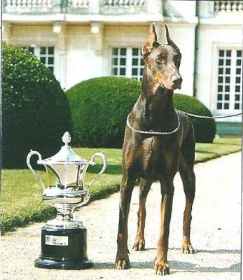 Paprika de L'Isle en Touraine | Brown Doberman Pinscher