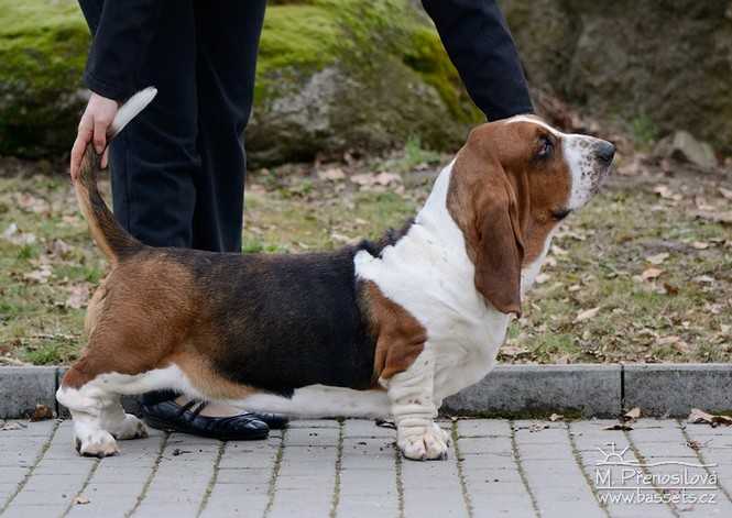 Odyssea Lady Barnett's | Basset Hound 