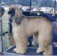 Ophaal Of Crown Crest | Afghan Hound 