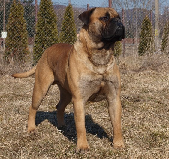 Valhalla Hunter Ilmarinen | Bullmastiff 