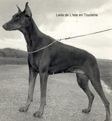 Leila de L'Isle en Touraine | Brown Doberman Pinscher
