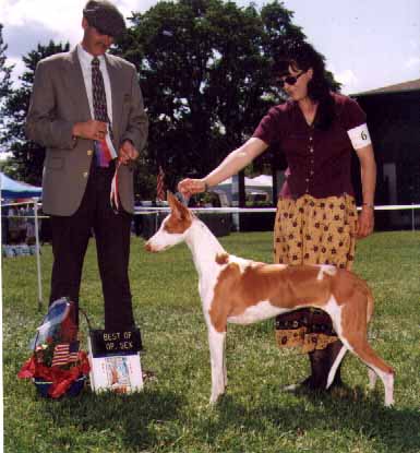 Luxors Shout to the Top | Ibizan Hound 