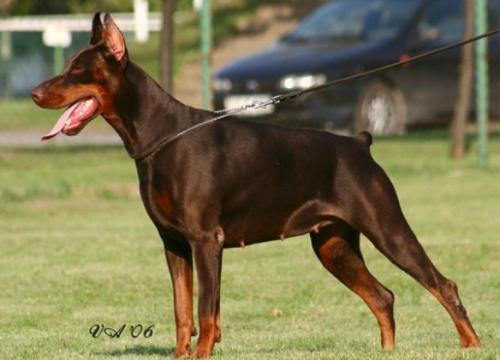 Lara Lavinia di Satti | Brown Doberman Pinscher