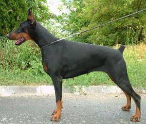 Diamon del Mediano | Black Doberman Pinscher