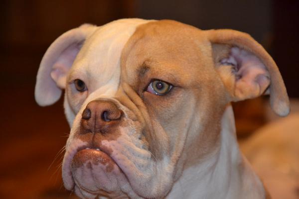 Starbulldog taka | American Bulldog 