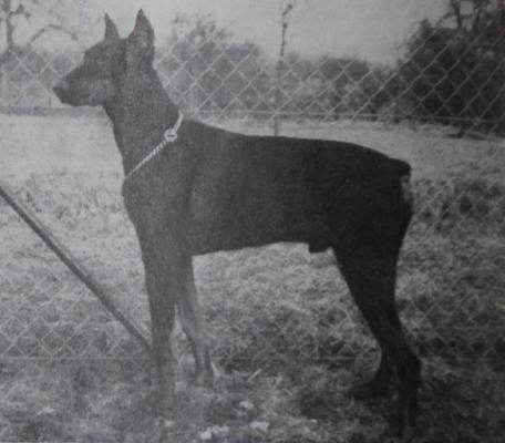 Arko v.d. Veste Otzberg | Black Doberman Pinscher