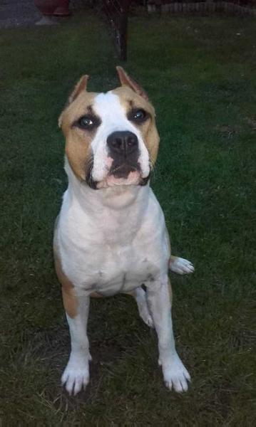 Goodhunting Honey Beast | American Staffordshire Terrier 