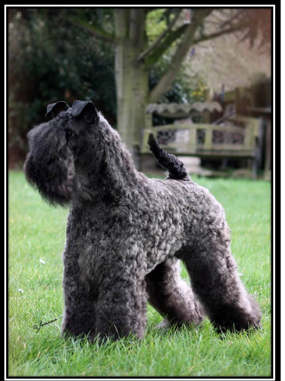 Lynnsto Sapphire Blu | Kerry Blue Terrier 