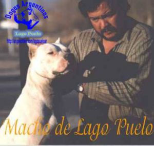 Macho de Lago Puelo | Argentine Dogo 