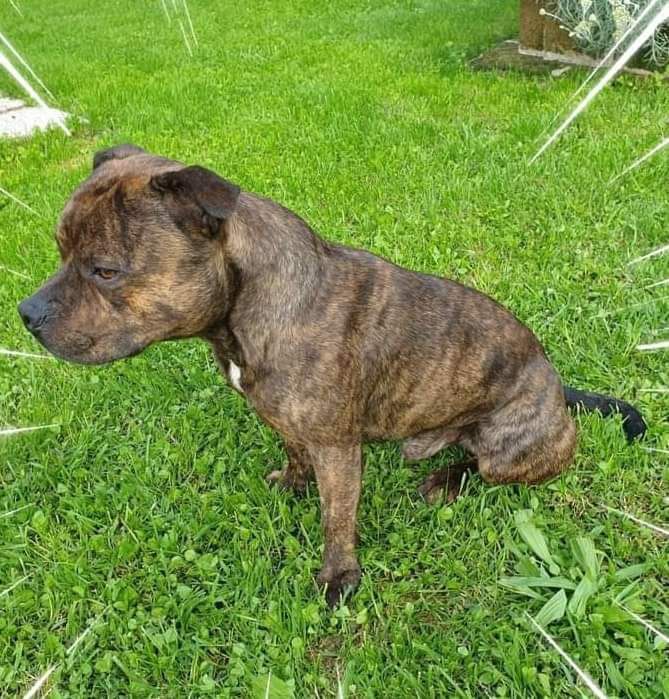 Dorikan Staffords Atum | Staffordshire Bull Terrier 