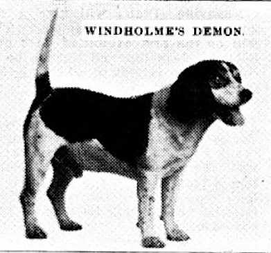 Windholme's Demon | Beagle 