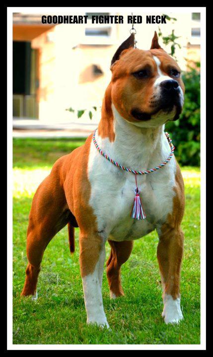 Goodheart Fighter Redneck | American Staffordshire Terrier 
