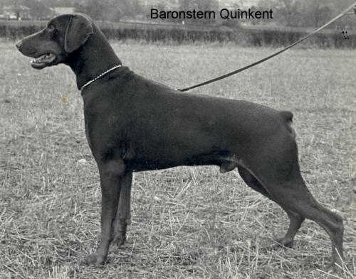 Baronstern Quinkent | Brown Doberman Pinscher