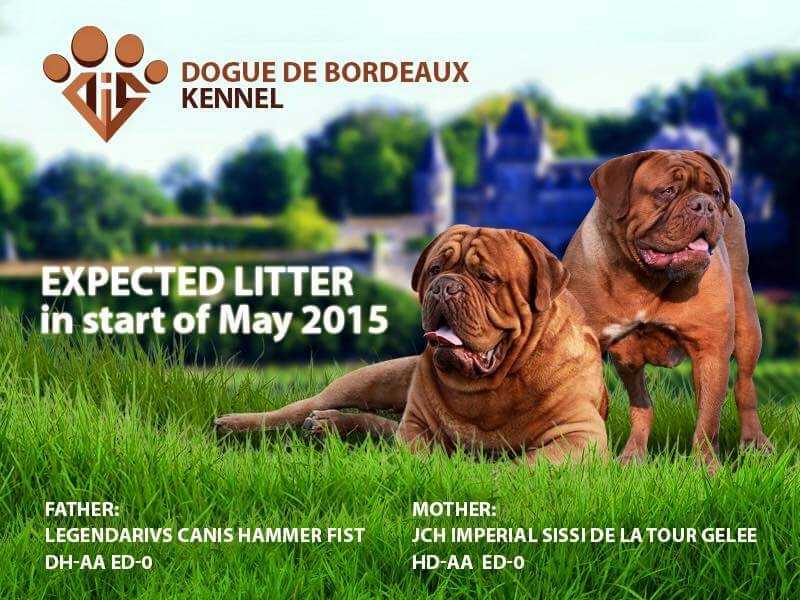 LEGENDARIVS CANIS HAMMER FIST | Dogue de Bordeaux 