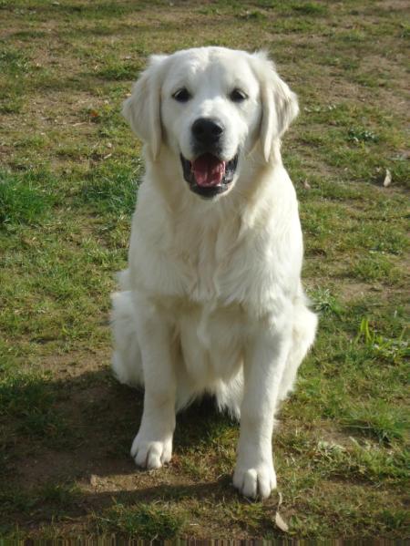 Bond Girl Da Quinta da Presa Nova | Golden Retriever 