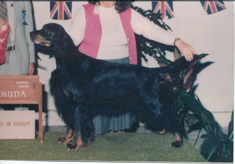 Jadehill Ashran Of Tri-Sett | Gordon Setter 