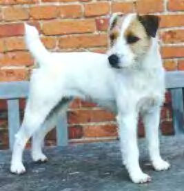 Winnie the Witch of Hardytown | Parson Russell Terrier 