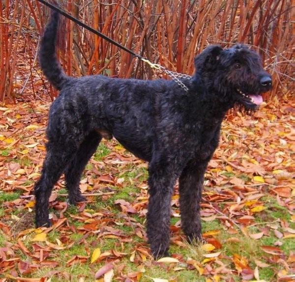 Cowboy Shiba v d Fokrohof | Bouvier des Flandres 