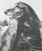 Javelin of Camri | Afghan Hound 