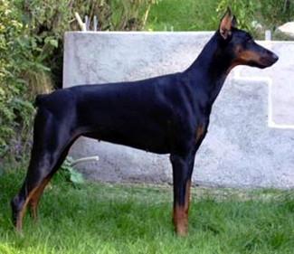 Impala Walkiria | Black Doberman Pinscher