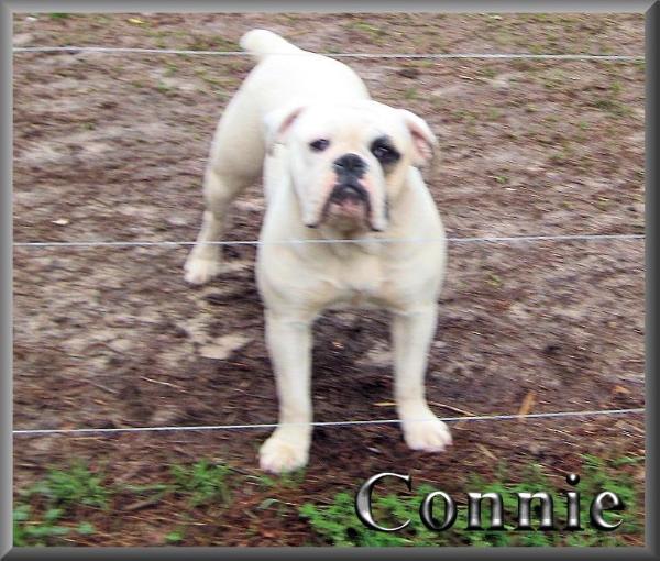 Hardee's Connie Bell Tatum Porcha | Olde English Bulldogge 