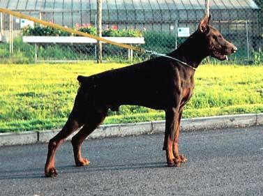 Falco v.d. Hollerburg | Brown Doberman Pinscher