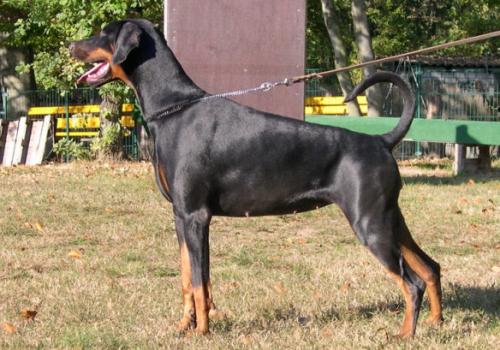 Floh v. Mahuba | Black Doberman Pinscher