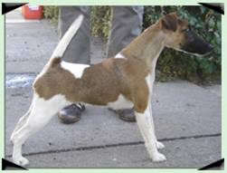 Mercury Fox Jolka | Smooth Fox Terrier 