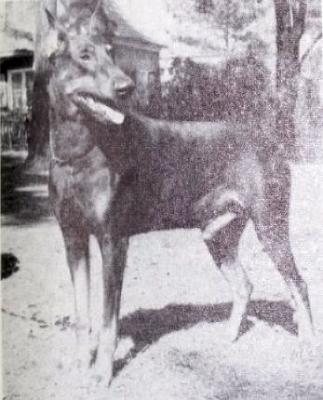 Graf v. Grönegau | Black Doberman Pinscher