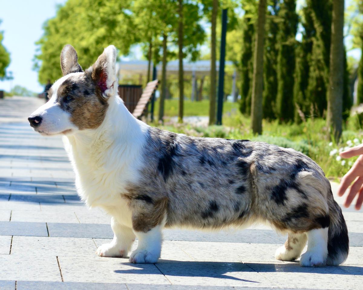 SEVASTOPOLSKIY VALS CHIVAS | Cardigan Welsh Corgi 