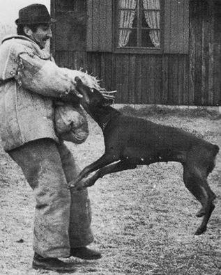 Lyra v. Ellendonk | Brown Doberman Pinscher