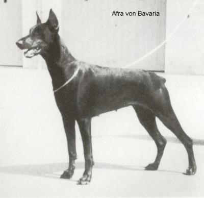 Afra v. Bavaria | Black Doberman Pinscher