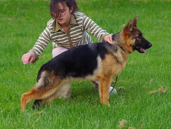 Kessy Ontopus | German Shepherd Dog 