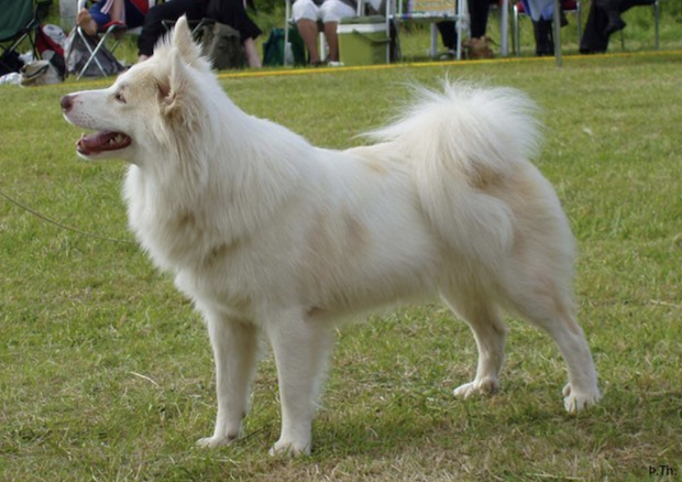 Kersins Doppa Dóra | Icelandic Sheepdog 